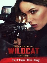 Wildcat